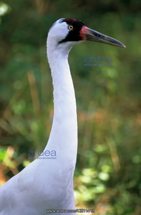 : Whooping Crane (Grus americana), Endangered Species : Whooping Crane (Grus americana), Endangered Species