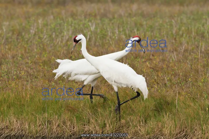 : Whooping Crane (Grus americana) pair feeding : Whooping Crane (Grus americana) pair feeding