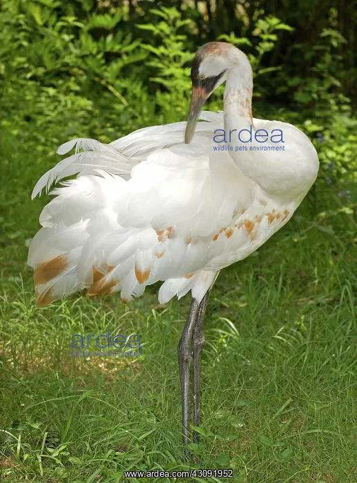  : Whooping Crane preening