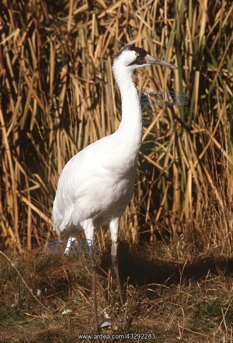 : WHOOPING CRANE - standing in front of reeds : WHOOPING CRANE - standing in front of reeds