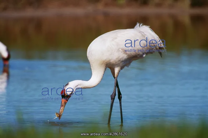 : Whooping CRANE - standing in water, catching blue crabs : Whooping CRANE - standing in water, catching blue crabs