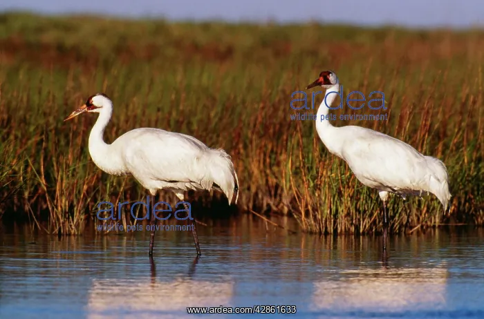 : Whooping CRANE - two standing in water : Whooping CRANE - two standing in water