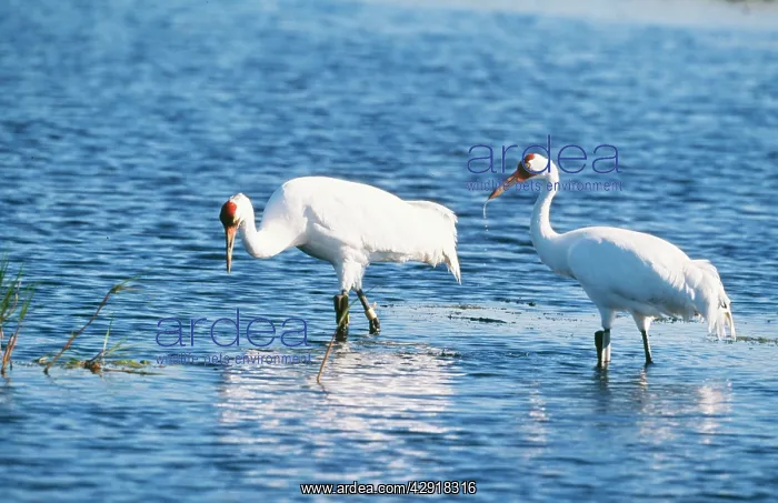 : Whooping Crane - two in water : Whooping Crane - two in water