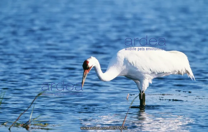 : Whooping Crane - in water : Whooping Crane - in water