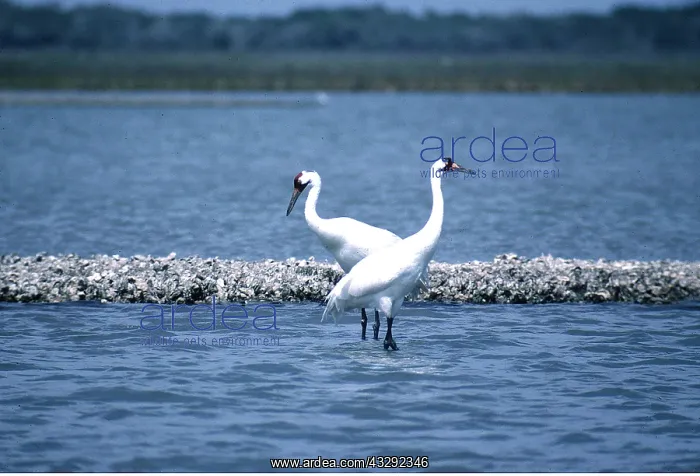 : WHOOPING CRANE - x two standing in water : WHOOPING CRANE - x two standing in water