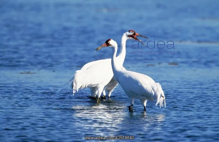 : WHOOPING CRANE - x two in water : WHOOPING CRANE - x two in water