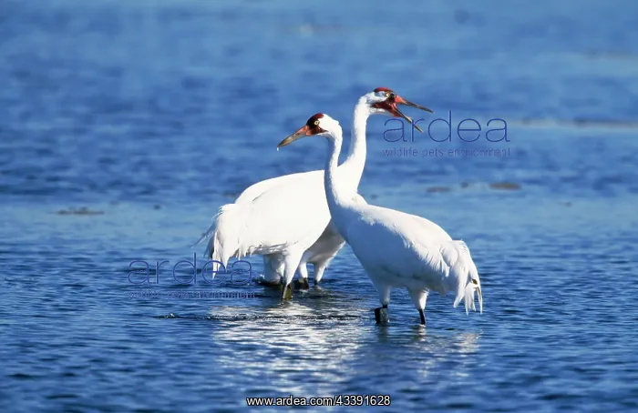 : WHOOPING CRANE - x two in water : WHOOPING CRANE - x two in water