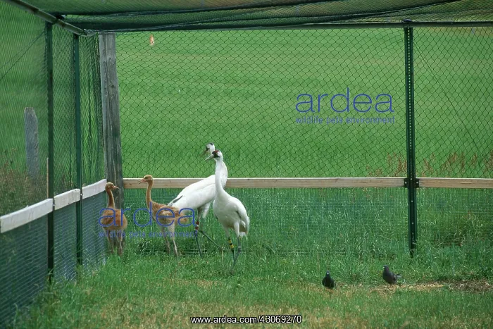 : Whooping Cranes : Whooping Cranes