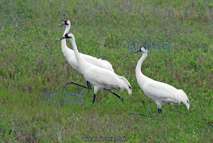 : Whooping Cranes : Whooping Cranes