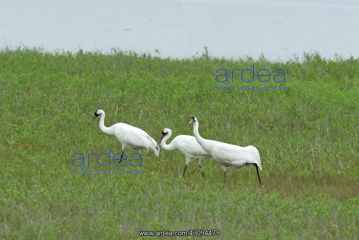 : Whooping Cranes : Whooping Cranes