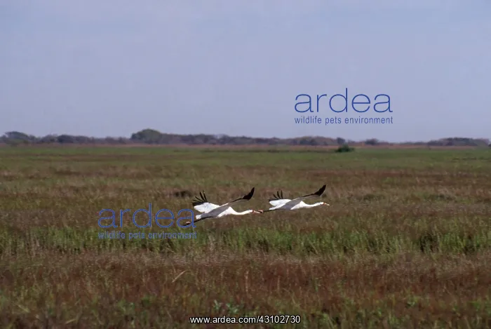 : Whooping Cranes : Whooping Cranes