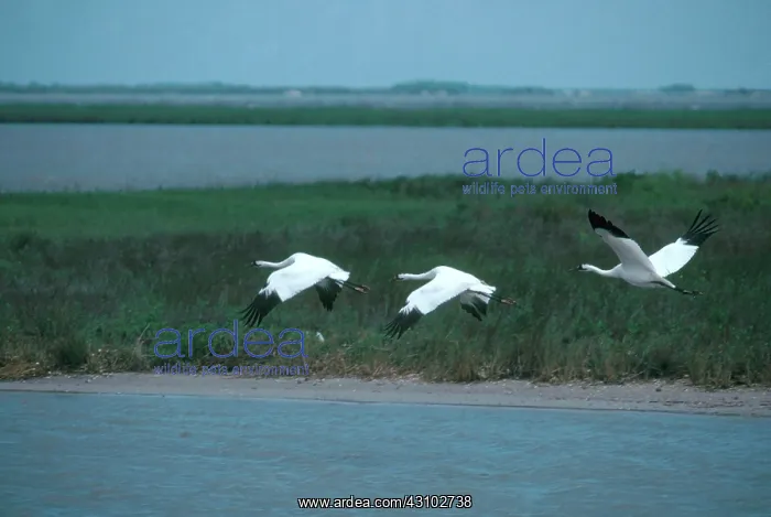 : Whooping Cranes : Whooping Cranes
