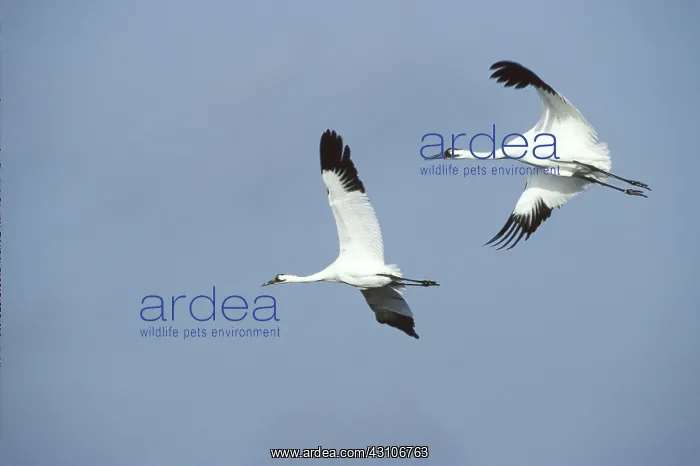 : Whooping Cranes : Whooping Cranes