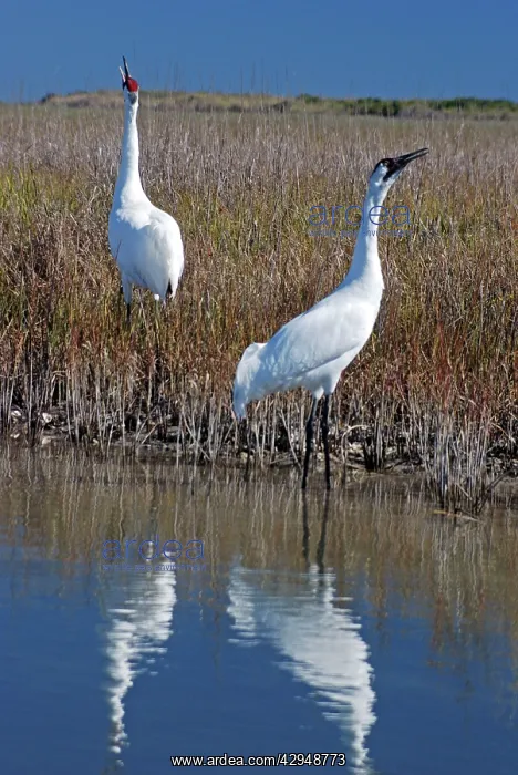 : Whooping Cranes - Calling to each other reinforcing : Whooping Cranes - Calling to each other reinforcing