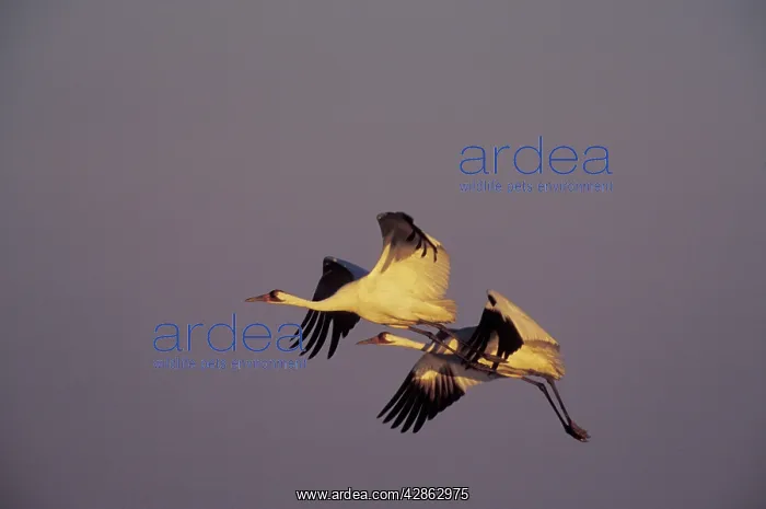 : Whooping CRANES - flying back to roosting area, evening : Whooping CRANES - flying back to roosting area, evening