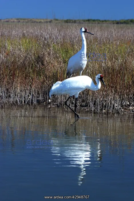: Whooping Cranes - On wintering grounds : Whooping Cranes - On wintering grounds