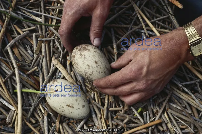 : Whooping / Sandhill Crane Egg Substitution : Whooping / Sandhill Crane Egg Substitution