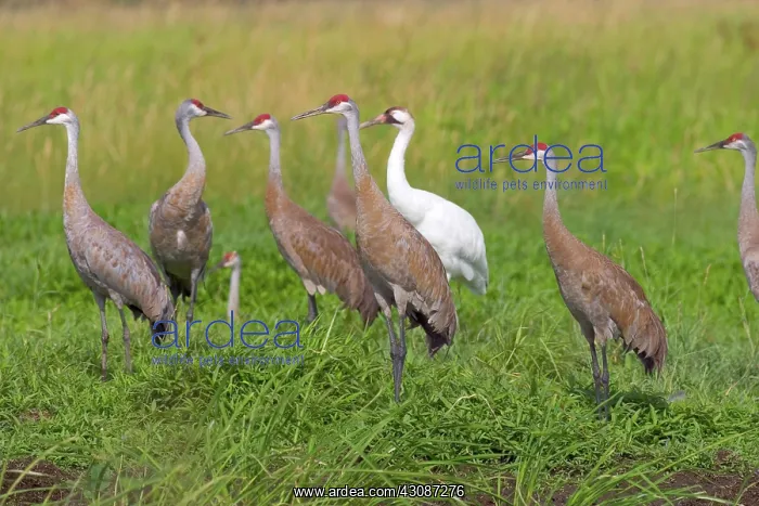 : Whooping & Sandhill Cranes : Whooping & Sandhill Cranes