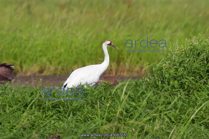: Whooping & Sandhill Cranes : Whooping & Sandhill Cranes