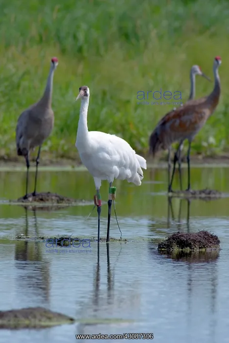 : Whooping & Sandhill Cranes : Whooping & Sandhill Cranes