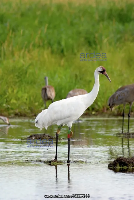 : Whooping & Sandhill Cranes : Whooping & Sandhill Cranes