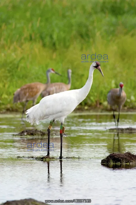 : Whooping & Sandhill Cranes : Whooping & Sandhill Cranes