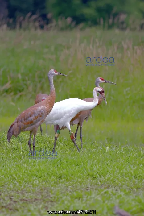 : Whooping & Sandhill Cranes : Whooping & Sandhill Cranes