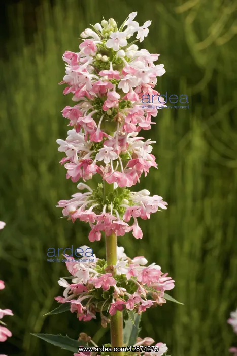 : Whorl flower - from the Himalayas, grown in gardens : Whorl flower - from the Himalayas, grown in gardens