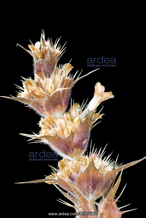 : Whorlflower : Whorlflower