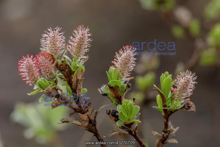 : Whortle-leaved Willow, Salix myrsinites, male catkins : Whortle-leaved Willow, Salix myrsinites, male catkins