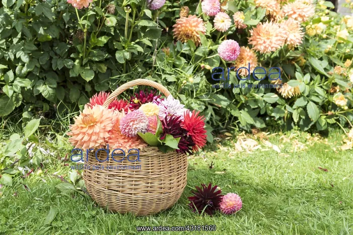 : Wicker basket filled with cut dahlia flowers, in : Wicker basket filled with cut dahlia flowers, in
