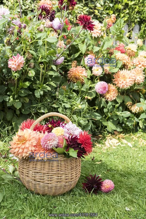 : Wicker basket filled with cut dahlia flowers, in : Wicker basket filled with cut dahlia flowers, in