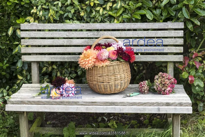 : Wicker basket filled with cut dahlia flowers, on : Wicker basket filled with cut dahlia flowers, on