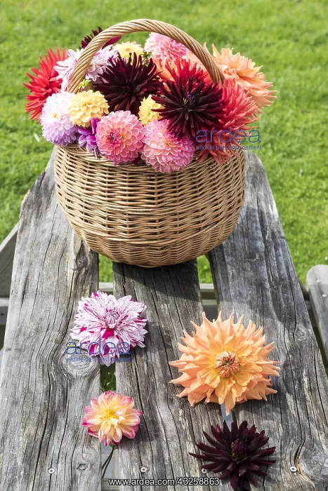 : Wicker basket filled with cut dahlia flowers, on : Wicker basket filled with cut dahlia flowers, on