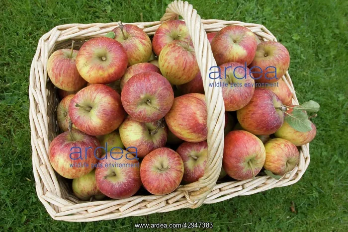  : Wicker basket full of freshly picked ripe organic