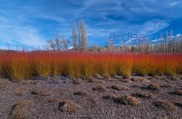 : Wicker, Ruta del Mimbre, Cuenca, Castilla - La Mancha : Wicker, Ruta del Mimbre, Cuenca, Castilla - La Mancha