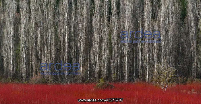 : Wicker, Ruta del Mimbre, Cuenca, Castilla - La Mancha : Wicker, Ruta del Mimbre, Cuenca, Castilla - La Mancha