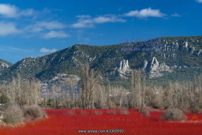 : Wicker, Ruta del Mimbre, Cuenca, Castilla - La Mancha : Wicker, Ruta del Mimbre, Cuenca, Castilla - La Mancha