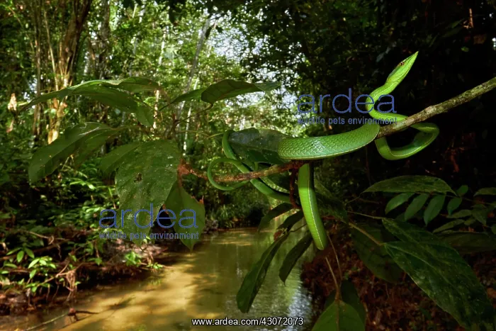 : Wide angle of Green Vine Snake or Flatbread Snake : Wide angle of Green Vine Snake or Flatbread Snake