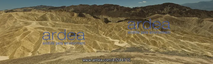 : Wide angle shot of Zabriskie point, Death valley : Wide angle shot of Zabriskie point, Death valley