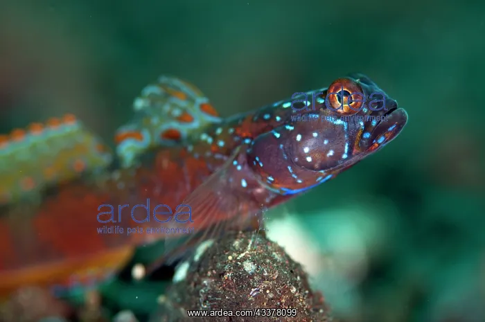 : Wide-barred Goby : Wide-barred Goby