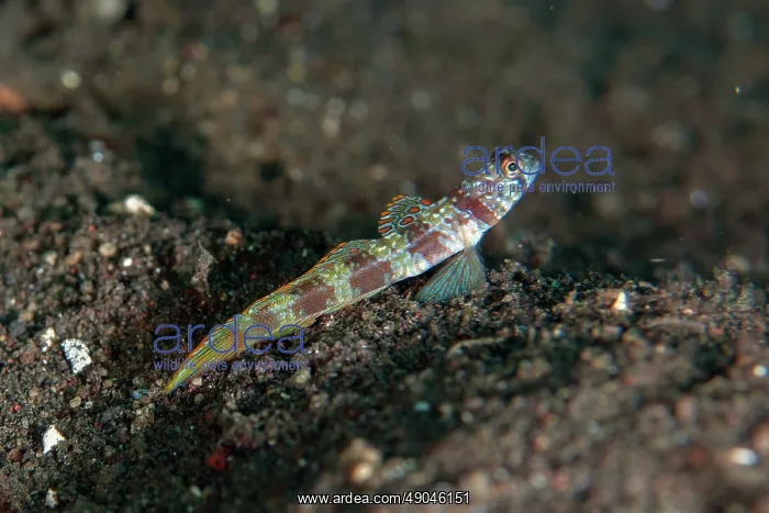 : Wide-barred Goby : Wide-barred Goby