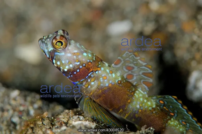 : Wide-barred Goby with fin extended on black sand : Wide-barred Goby with fin extended on black sand