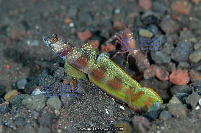  : Wide-barred Goby - with fin extended with Snapping