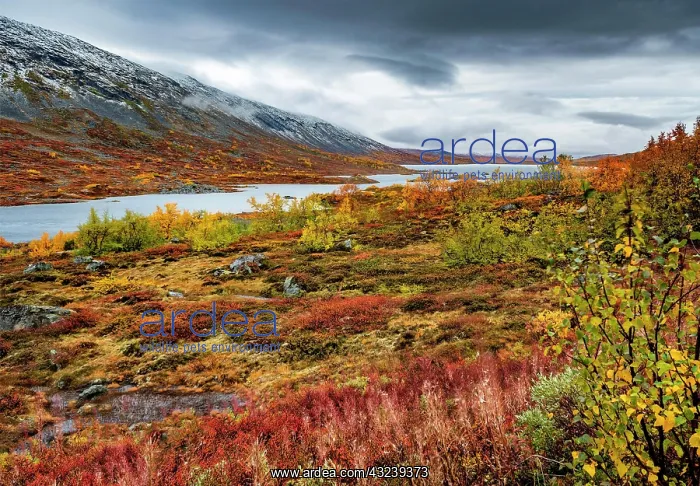 : Wide landscape, Fjcll with colourful vegetation : Wide landscape, Fjcll with colourful vegetation