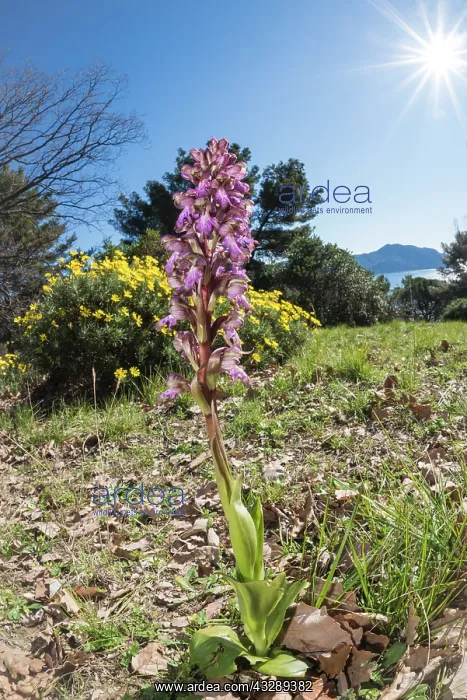 : Wideangle macro shot of the giant orchid (Himantoglossum rob : Wideangle macro shot of the giant orchid (Himantoglossum rob