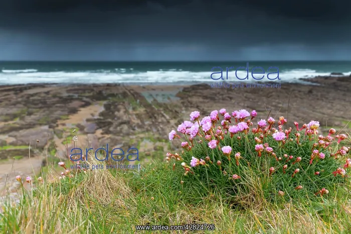 : Widemouth Bay - Thrift in Flower : Widemouth Bay - Thrift in Flower