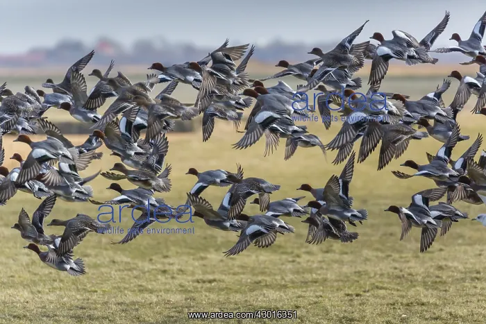 : Widgeon - flock in flight, Island of Texel, The Netherlands : Widgeon - flock in flight, Island of Texel, The Netherlands