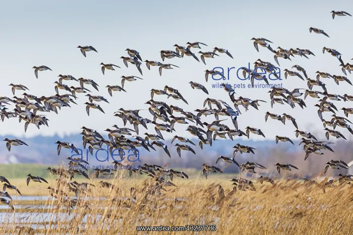 : Widgeon - flock in flight, Island of Texel, The Netherlands : Widgeon - flock in flight, Island of Texel, The Netherlands