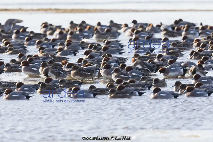 : Widgeon - flock on lake in winter, Island of Texel : Widgeon - flock on lake in winter, Island of Texel